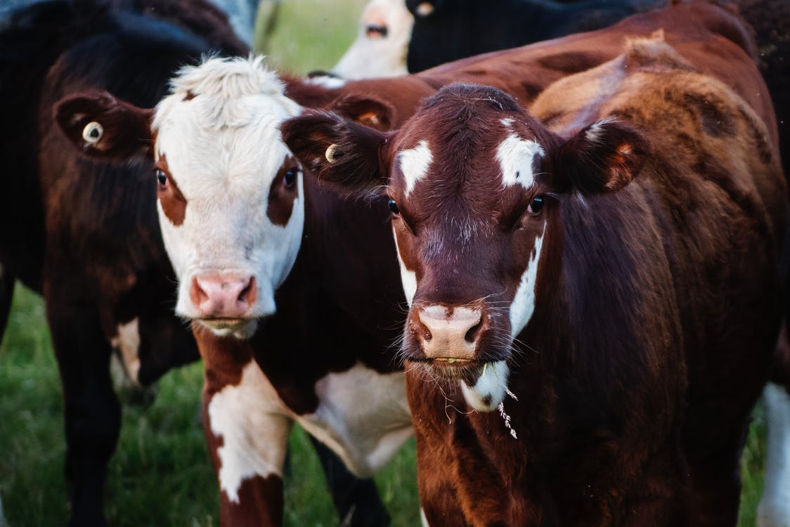 Pexels RF image - Cows