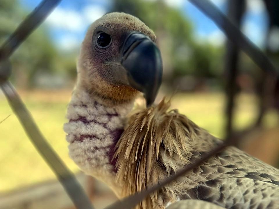 african vulture