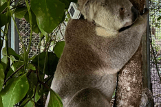 koala tracked
