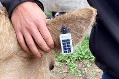 rancher on ear