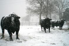 snow cows