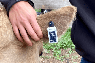 rancher eartag rancher eartag
